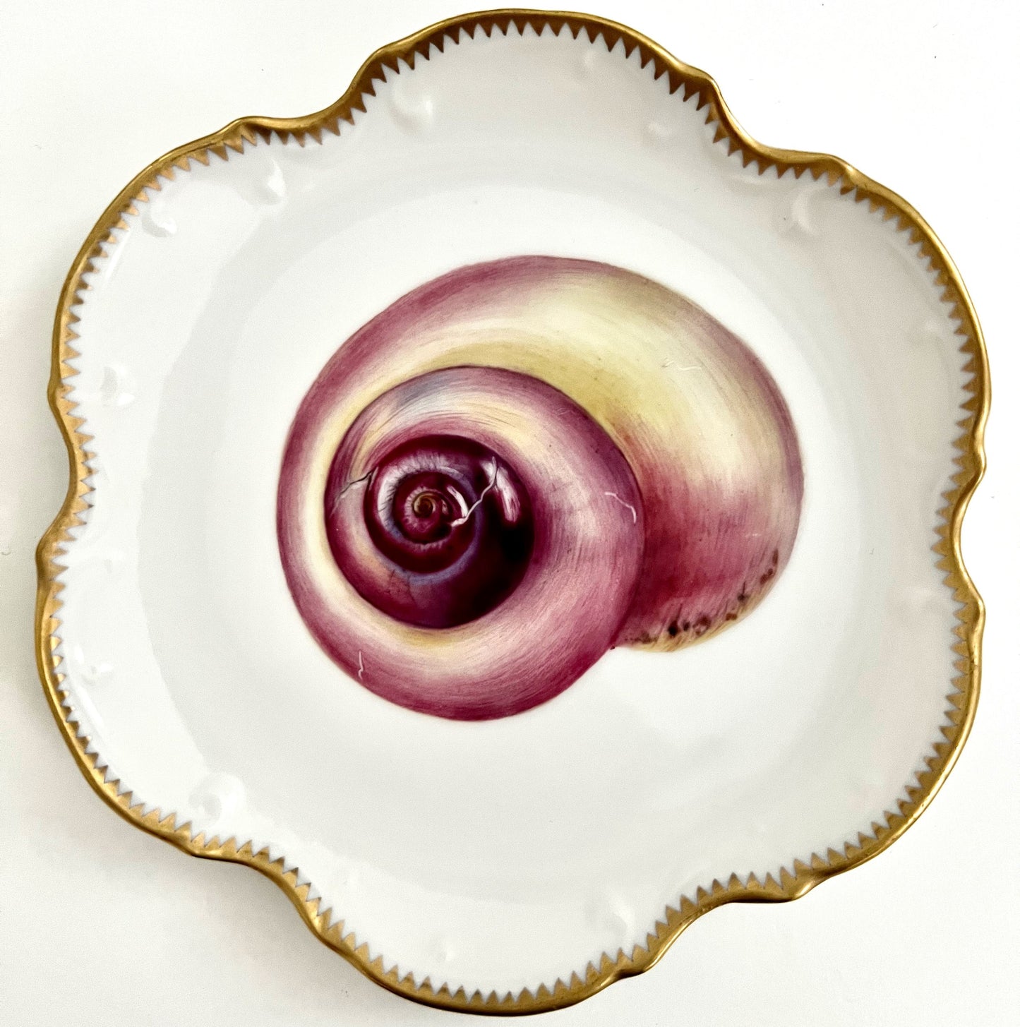 801 - Seashell Plate